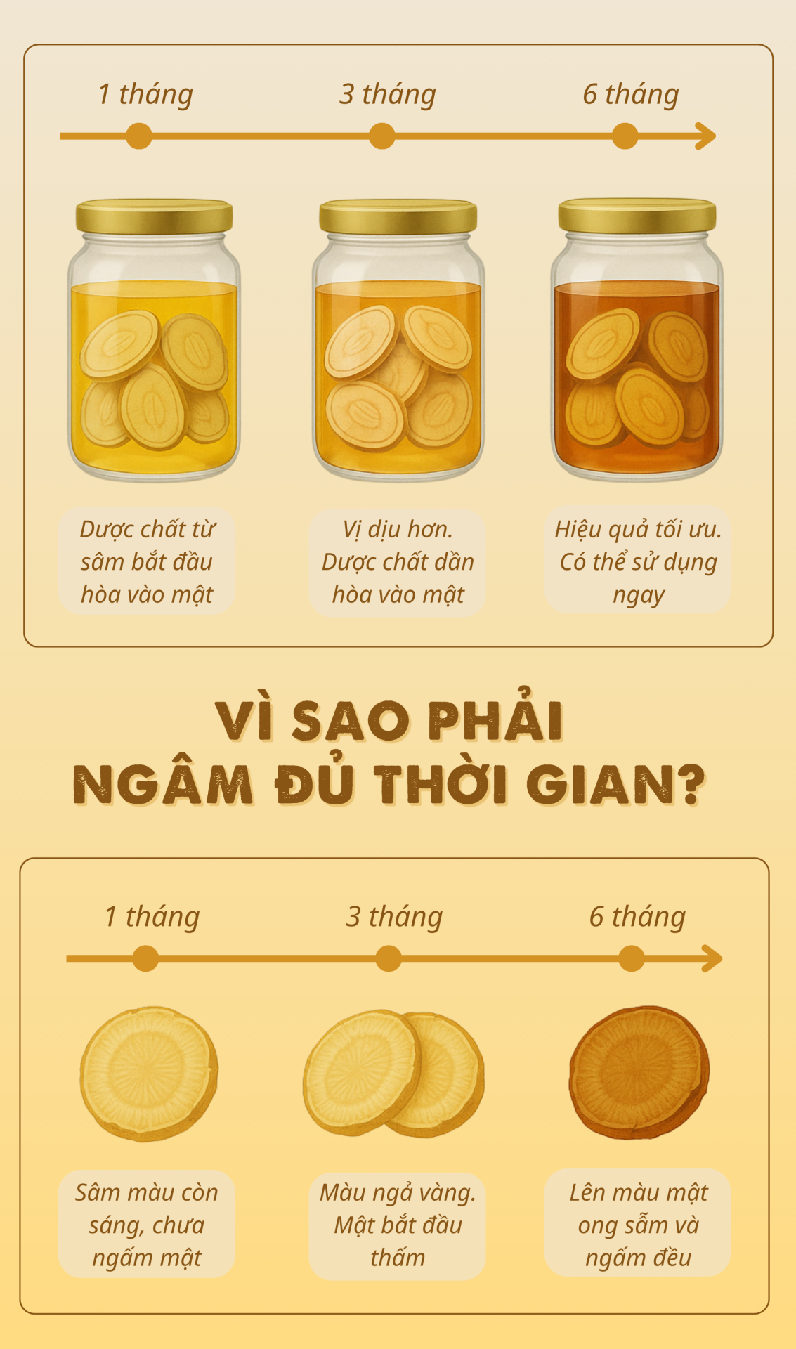 Sâm Ngọc Linh ngâm mật ong bao lâu dùng được